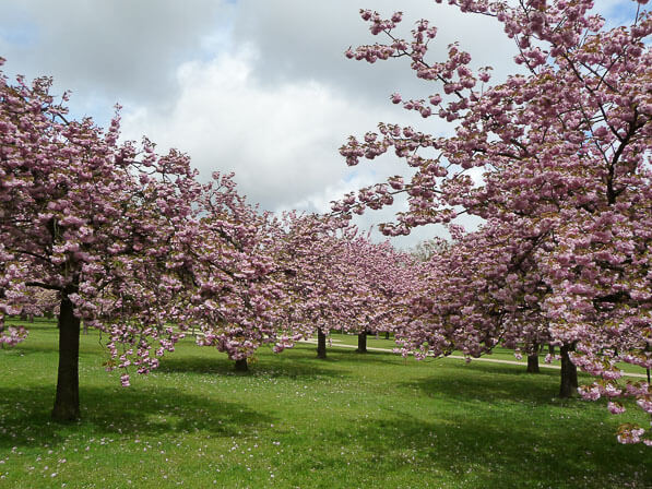 Cerisiers à fleurs (Prunus serrulata 'Kanzan'), bosquet Nord, parc de Sceaux, Hauts-de-Seine