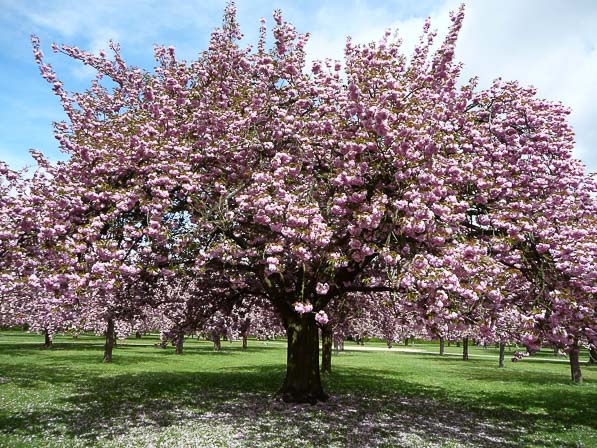 Cerisiers à fleurs (Prunus serrulata 'Kanzan'), bosquet Nord, parc de Sceaux, Hauts-de-Seine