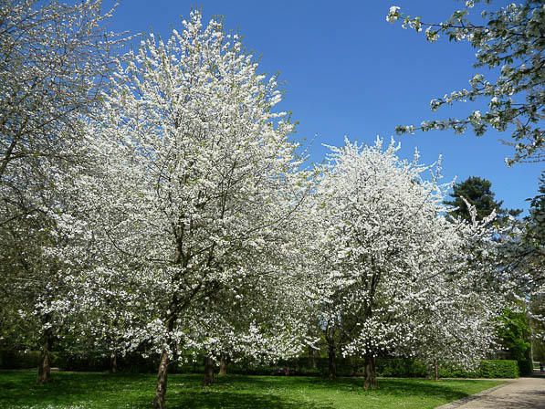 Parc de Sceaux au printemps, Hauts-de-Seine