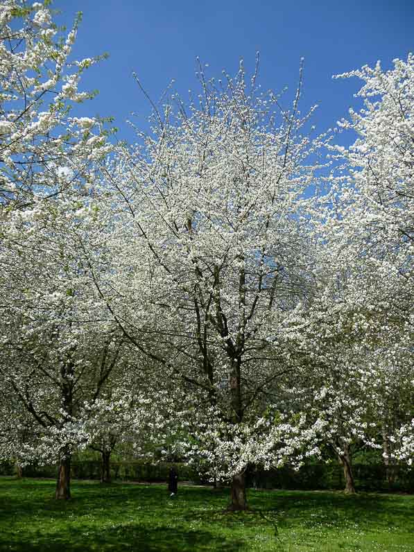 Parc de Sceaux au printemps, Hauts-de-Seine