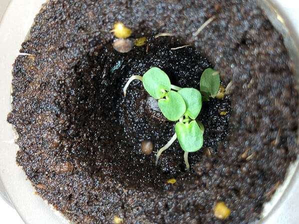 Nouveau semis de sensitive (Mimosa pudica) dans le potager d'intérieur Lilo, culture en hydroponie, Paris 19e (75)