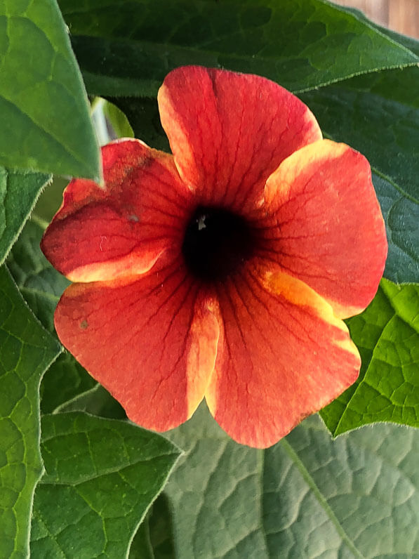 Thunbergia 'Tangerine' sur mon balcon parisien au début du printemps, Paris 19e (75)