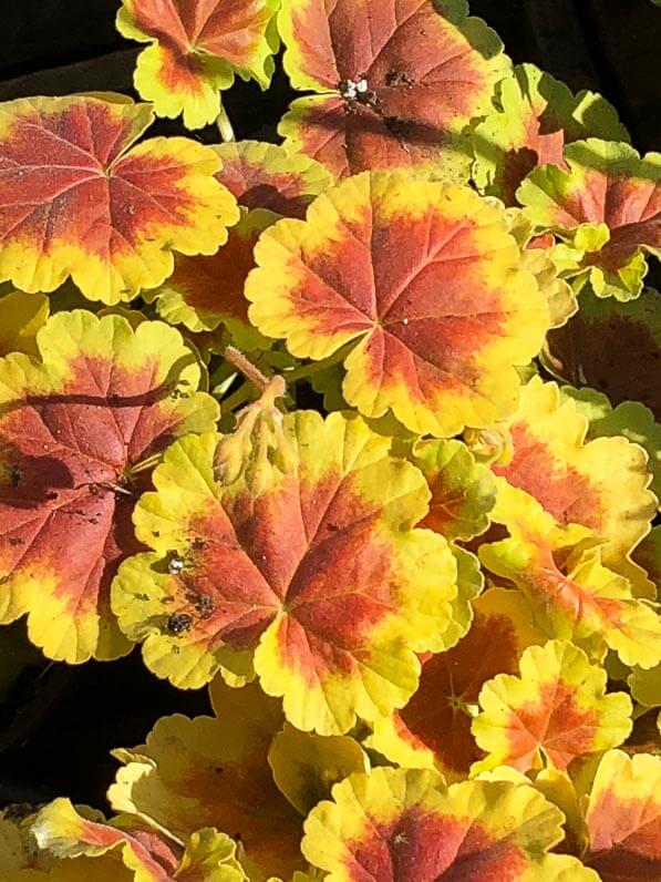 Pelargonium 'Planet Le Grounch', Pépinière Fleurs de Gascogne, Journées des Plantes, Domaine de Chantilly, Oise, Hauts-de-France