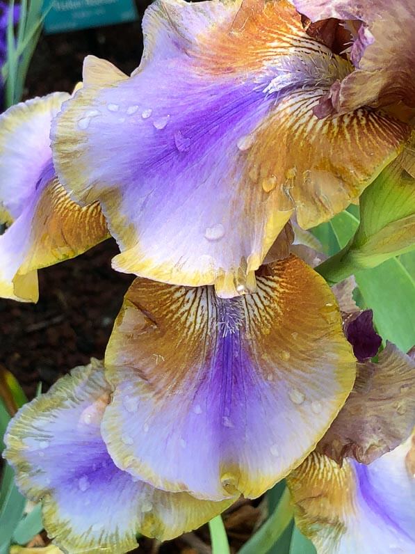Iris germanica 'Burnt Toffee' au printemps dans le Parc Floral de Paris, Paris 12e (75)