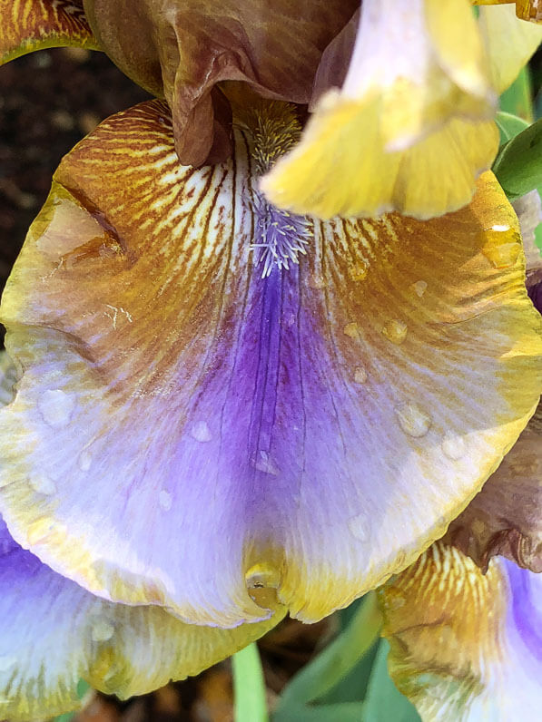 Iris germanica 'Burnt Toffee' au printemps dans le Parc Floral de Paris, Paris 12e (75)