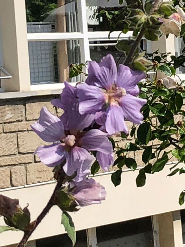 Lavatera 'Blue Bird', École Du Breuil, Paris 12e (75)