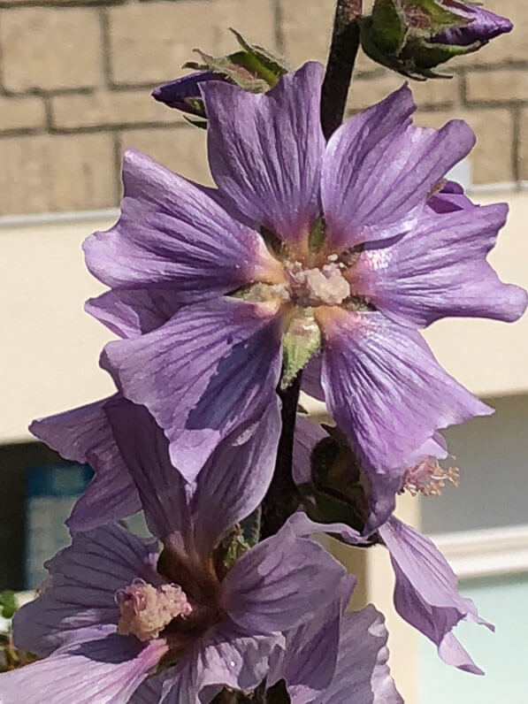 Lavatera 'Blue Bird', École Du Breuil, Paris 12e (75)