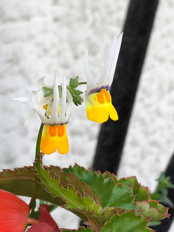 Fleurs du Nemesia cheiranthus au printemps sur mon balcon parisien, Paris 19e (75)