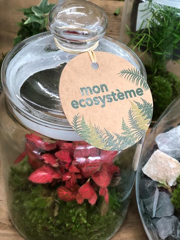 Terrarium, pop up store Truffaut, California Green, rue Beaubourg, Paris 3e (75)