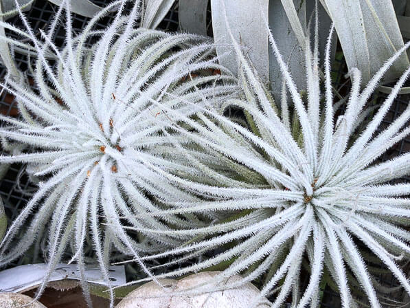 Tillandsia, Broméliacées, plantes exotiques, Journées des plantes, Beervelde, Belgique