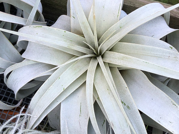 Tillandsia, Broméliacées, plantes exotiques, Journées des plantes, Beervelde, Belgique