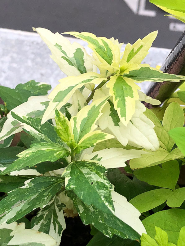 Aster ovatus 'Hakikomi Fu', Astéracées, au printemps sur mon balcon parisien, Paris 19e (75)