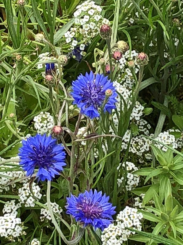 Bleuets et alysses, BiodiversiTerre, place de la République, Paris (75)