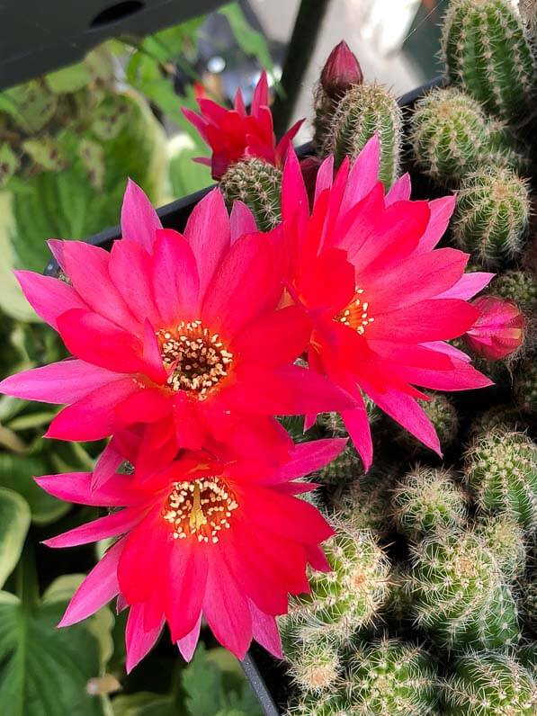 Chamaelobivia 'El Gigante', Cactacées, potée fleurie au printemps sur mon balcon parisien, Paris 19e (75)