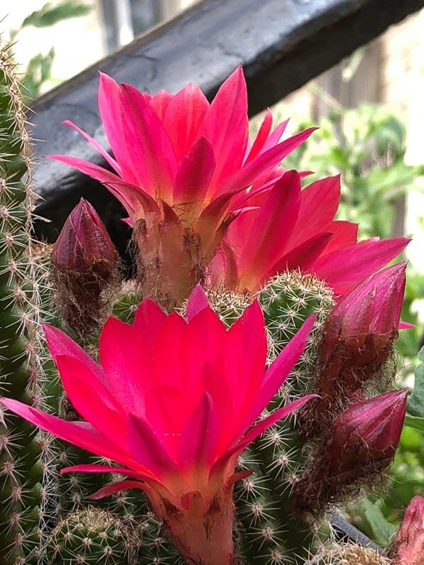 Chamaelobivia 'El Gigante', Cactacées, potée fleurie au printemps sur mon balcon parisien, Paris 19e (75)