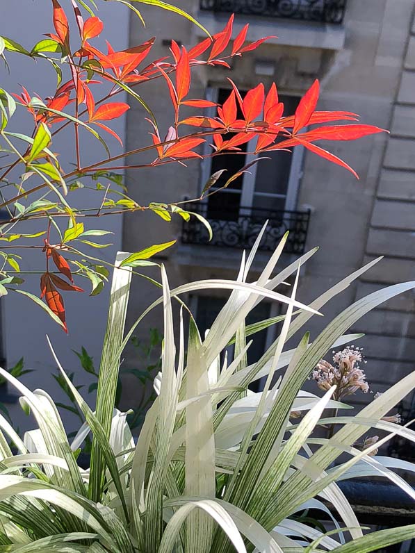 Soleil et feuillages du Nandina domestica 'Gulf Stream' et de la Liriope muscari 'Okina', en été sur mon balcon parisien, Paris 19e (75)