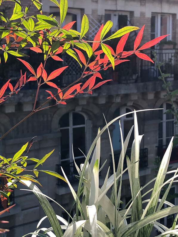 Soleil et feuillages du Nandina domestica 'Gulf Stream' et de la Liriope muscari 'Okina', en été sur mon balcon parisien, Paris 19e (75)