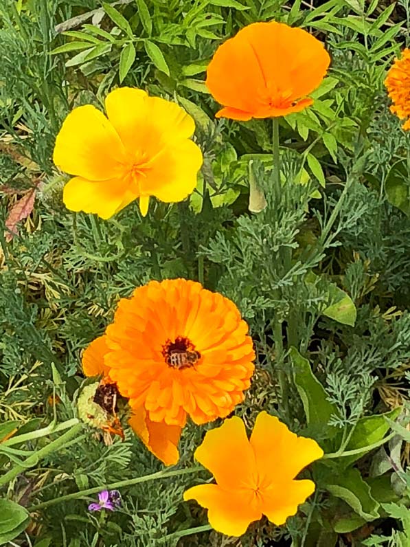 Souci et pavot de Californie, BiodiversiTerre, place de la République, Paris (75)