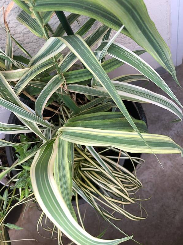 Canne de Provence naine, Arundo donax 'Variegata Compact Elly', en été sur mon balcon parisien, Paris 19e (75)