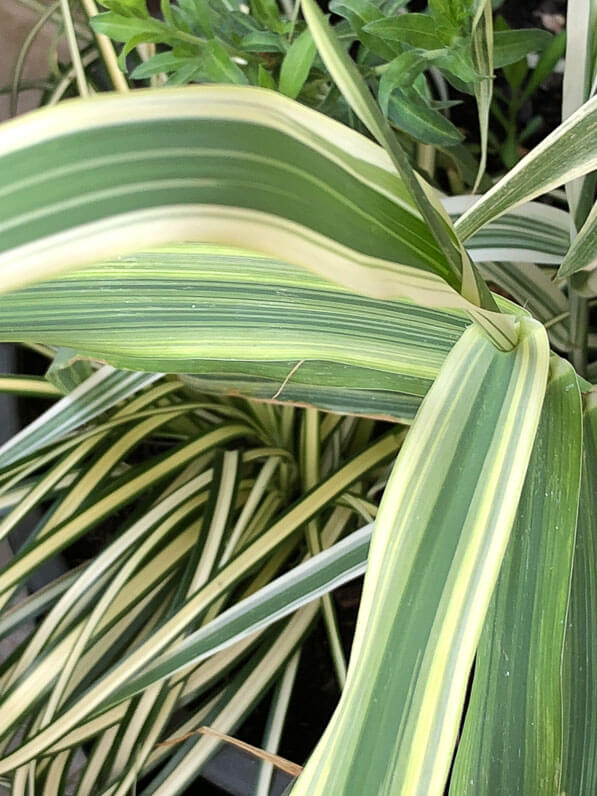 Canne de Provence naine, Arundo donax 'Variegata Compact Elly', en été sur mon balcon parisien, Paris 19e (75)