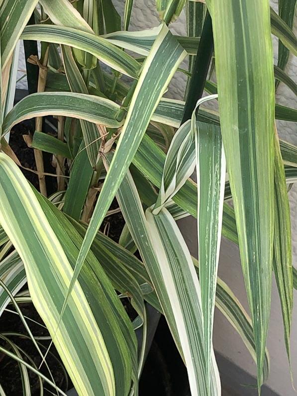 Canne de Provence naine, Arundo donax 'Variegata Compact Elly', en été sur mon balcon parisien, Paris 19e (75)