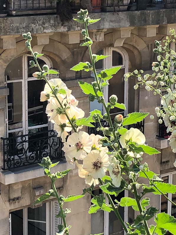 Alcathea suffrutescens 'Parkallee' en été sur mon balcon parisien, Paris 19e (75)