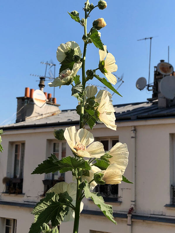 Alcathea suffrutescens 'Parkallee' en été sur mon balcon parisien, Paris 19e (75)