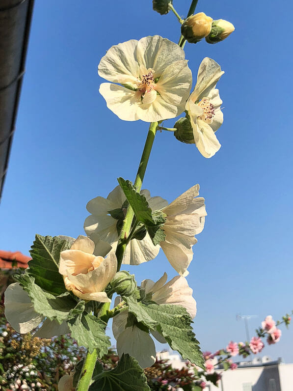 Alcathea suffrutescens 'Parkallee' en été sur mon balcon parisien, Paris 19e (75)