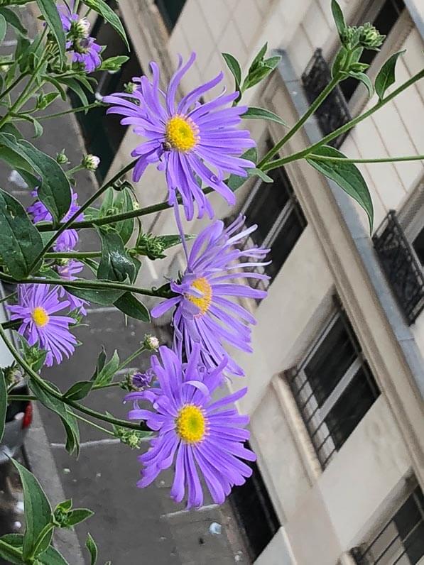 Aster x frikartii 'Mönch', Astéracées, en été sur mon balcon parisien, Paris 19e (75)