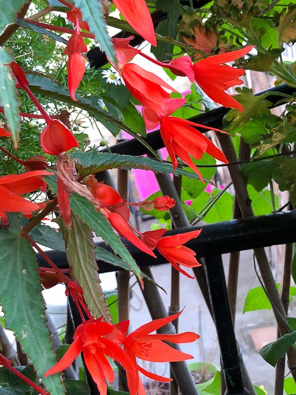 Begonia Summerwings orange en été sur mon balcon parisien, Paris 19e (75)