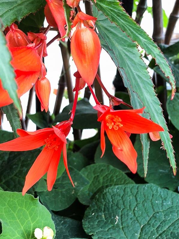 Begonia Summerwings orange en été sur mon balcon parisien, Paris 19e (75)