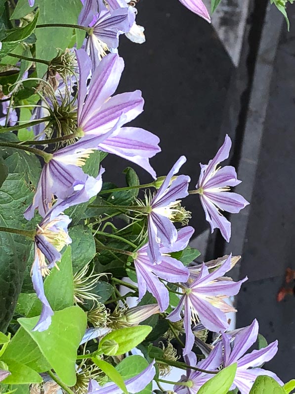 Clématite 'Blue River' en été sur mon balcon parisien, Paris 19e (75)