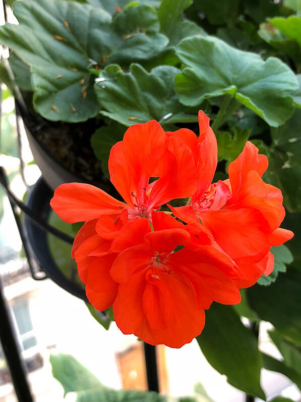 Pelargonium 'Deacon Sunburst' en été sur mon balcon parisien, Paris 19e (75)