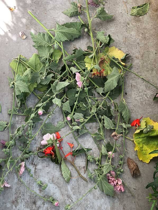 Feuilles et rameaux abimés par la grêle en été sur mon balcon parisien, Paris 19e (75)