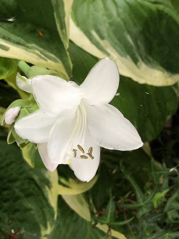 Hosta 'Diana Remembered' en été sur mon balcon parisien, Paris 19e (75)