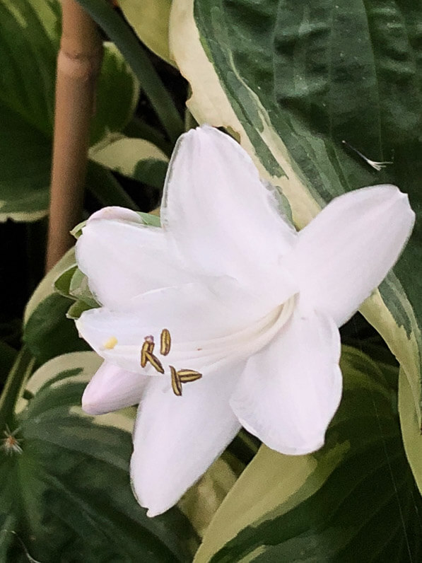 Hosta 'Diana Remembered' en été sur mon balcon parisien, Paris 19e (75)