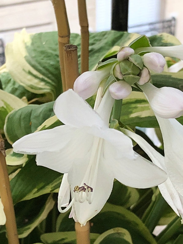 Hosta 'Diana Remembered' en été sur mon balcon parisien, Paris 19e (75)