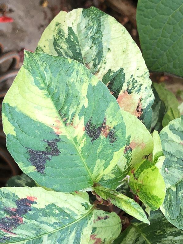 Persicaria virginiana 'Painter's Palette' en été sur mon balcon parisien, Paris 19e (75)