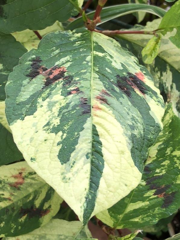 Persicaria virginiana 'Painter's Palette' en été sur mon balcon parisien, Paris 19e (75)