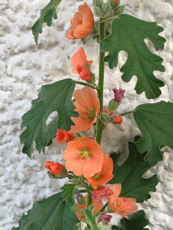 Sphaeralcea 'Newleaze Coral' (Malvacées) en été sur mon balcon parisien, Paris 19e (75)