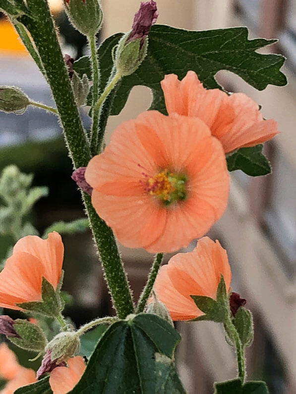 Sphaeralcea 'Newleaze Coral' (Malvacées) en été sur mon balcon parisien, Paris 19e (75)