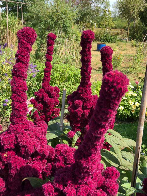 Amaranthus 'Tête d'éléphant' en été dans l'École du Breuil, Paris 12e (75)