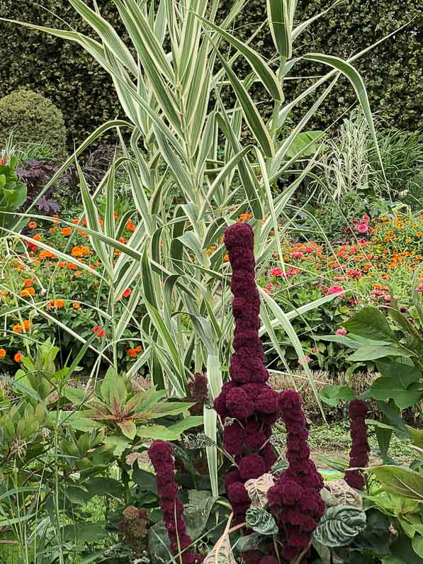 Amaranthus 'Tête d'éléphant' et canne de Provence panachée en été dans le Jardin des Plantes, Paris 5e (75)