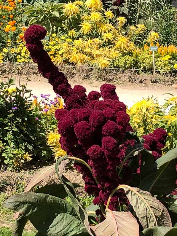 Amaranthus 'Tête d'éléphant' en été dans le Jardin des Plantes, Paris 5e (75)