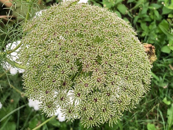 Ammi visnaga en été dans le parc de Passy, Paris 16e (75)