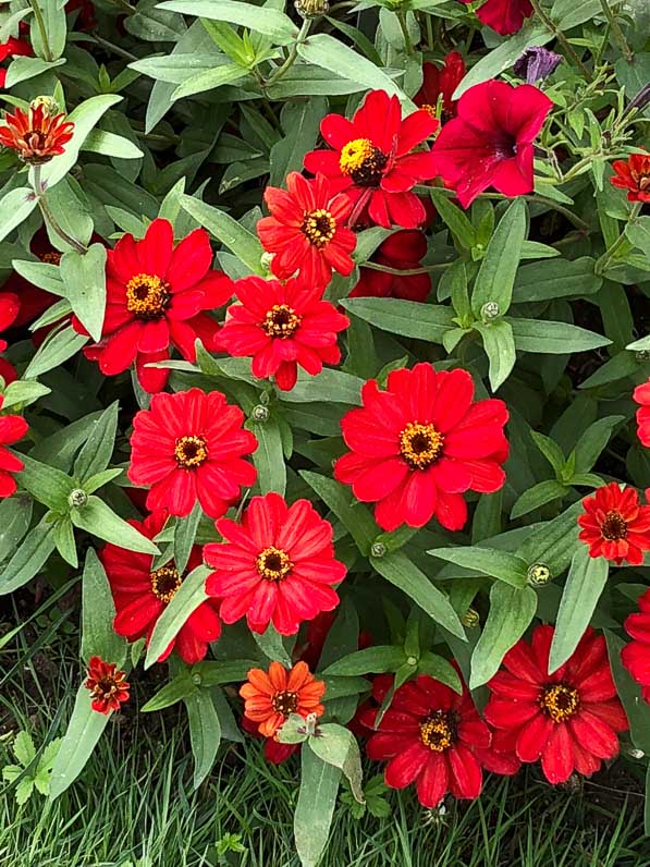 Zinnia Profusion Red en été dans le Jardin des Plantes, Paris 5e (75)