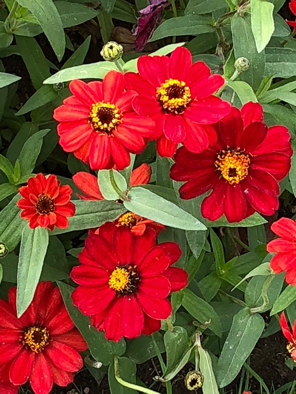 Zinnia Profusion Red en été dans le Jardin des Plantes, Paris 5e (75)