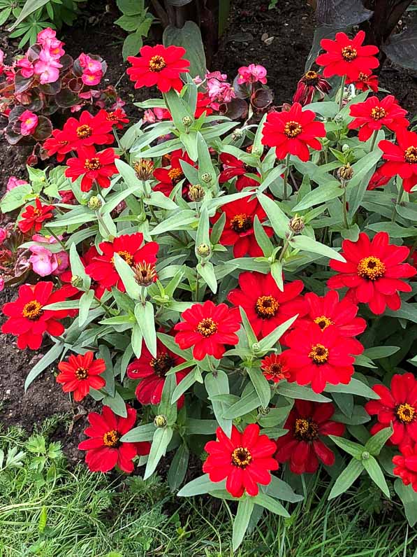 Zinnia Profusion Red en été dans le Jardin des Plantes, Paris 5e (75)