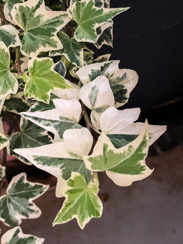 Lierre à feuillage panaché de blanc en été sur mon balcon parisien, Paris 19e (75)