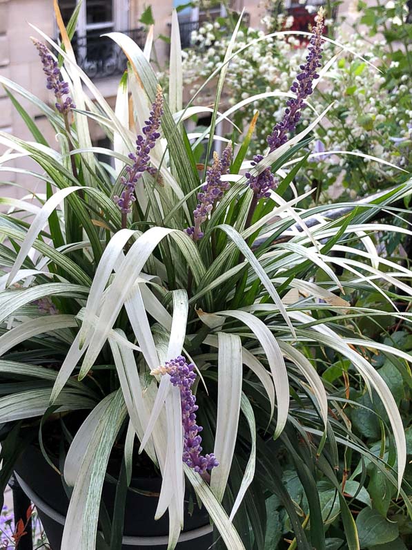 Liriope 'Okina' en fleurs en été sur mon balcon parisien, Paris 19e (75)